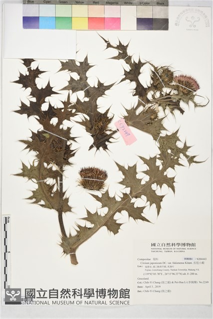 長苞小薊藏品圖，第1張