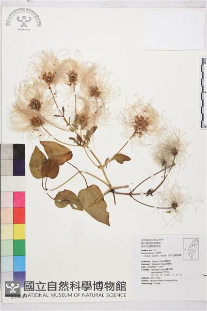 田代氏鐵線蓮藏品圖，第2張