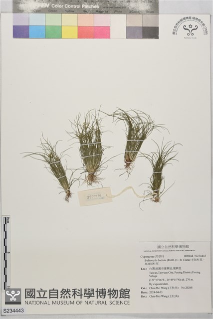 毛球柱草、高雄球柱草藏品圖，第1張