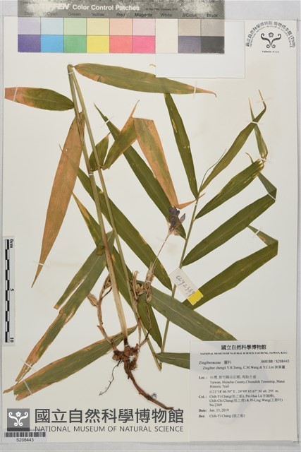 狹葉薑藏品圖，第1張