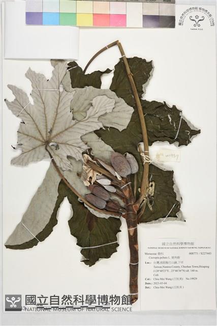 號角樹藏品圖，第1張