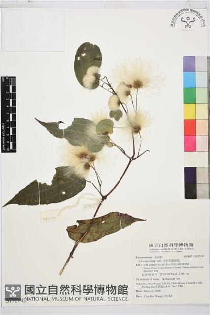 亨利氏鐵線蓮藏品圖，第1張