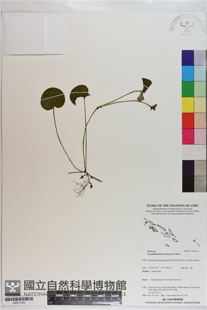 苞花蔓藏品圖，第1張