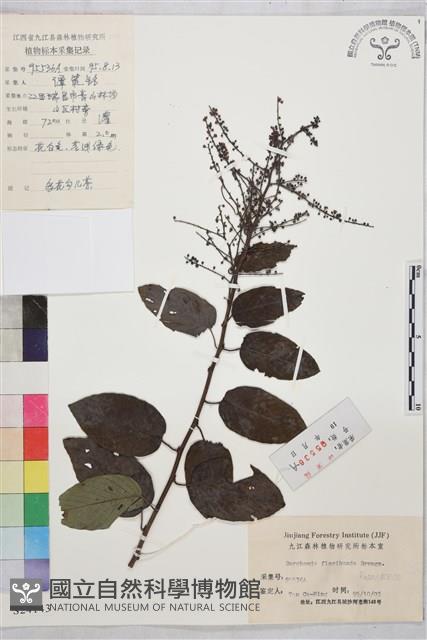 多花勾兒茶, 多花黃鱔藤藏品圖，第1張