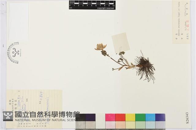 側金盞藏品圖，第1張