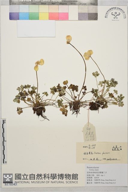 矮金蓮花藏品圖，第1張