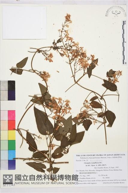 圓錐鐵線蓮藏品圖，第1張