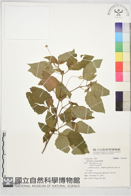 天文草藏品圖，第1張