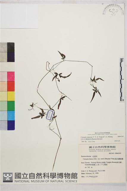 田村氏鐵線蓮藏品圖，第1張