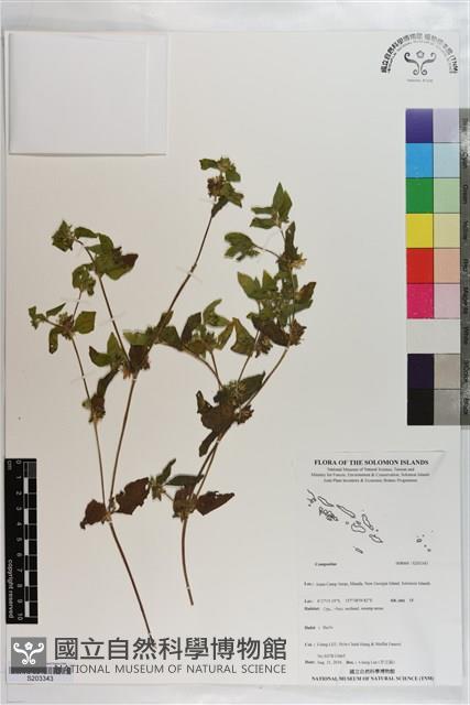 登錄號:S203343藏品圖，第1張