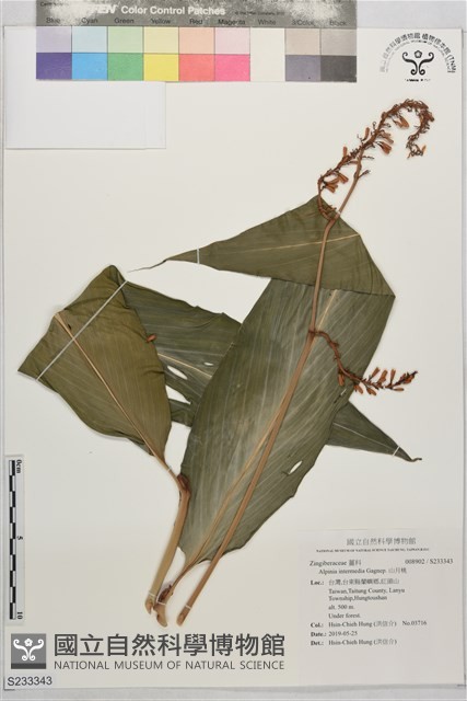 山月桃藏品圖，第1張
