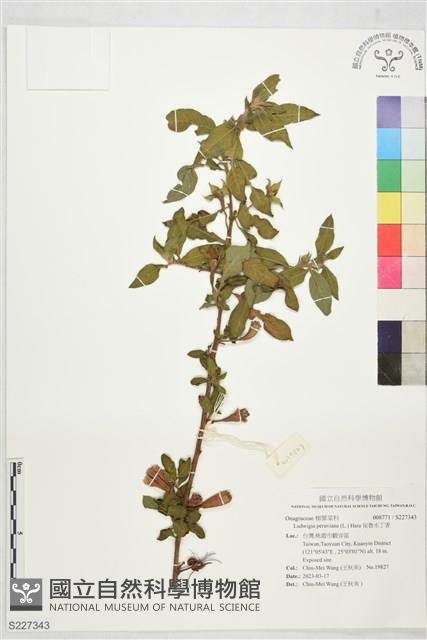 Accession Number:S227343 Collection Image