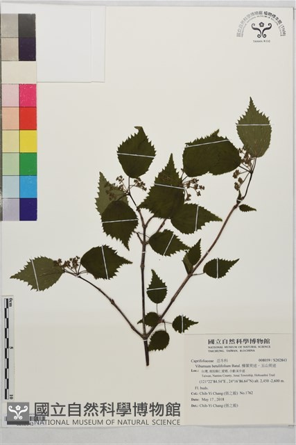 樺葉莢迷、玉山莢迷藏品圖，第1張