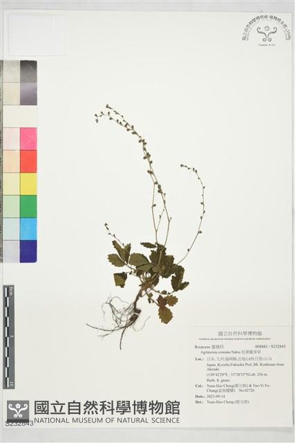 托葉龍芽草藏品圖，第1張