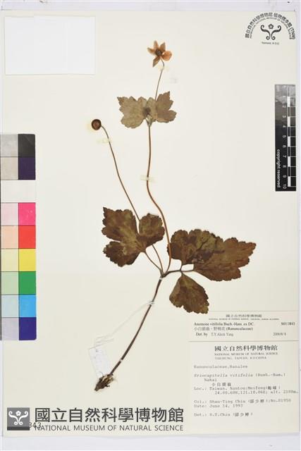 小白頭翁、野棉花藏品圖，第1張