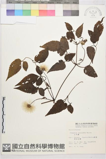 小木通藏品圖，第2張