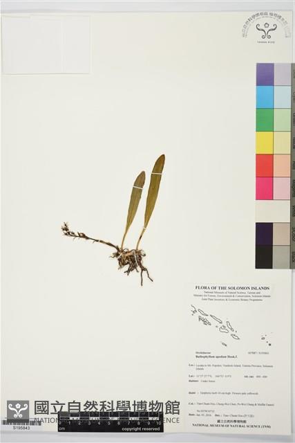 登錄號:S195843藏品圖，第1張