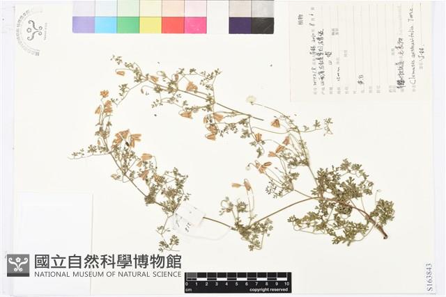 芹葉鐵線蓮藏品圖，第1張