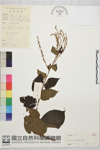 毛咀簽藏品圖，第1張