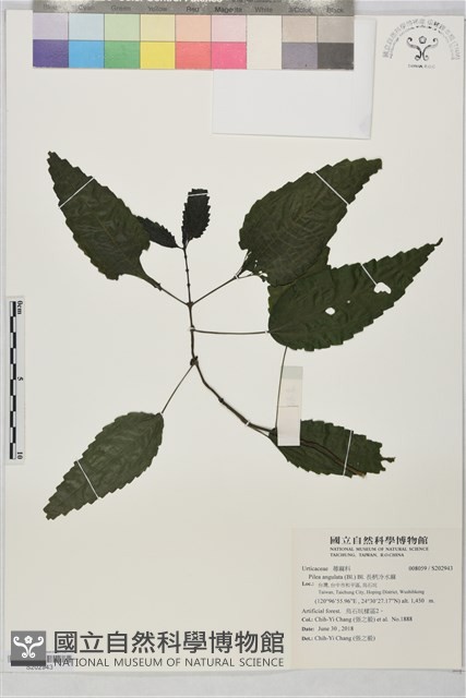長柄冷水麻藏品圖，第1張