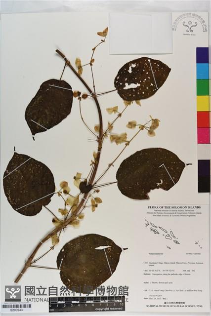 登錄號:S200943藏品圖，第1張