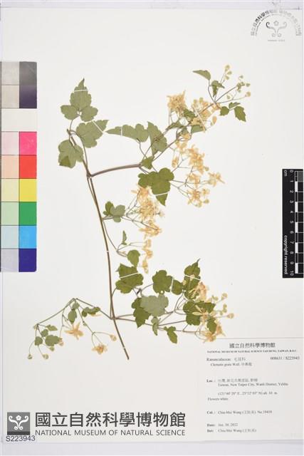 串鼻龍藏品圖，第1張