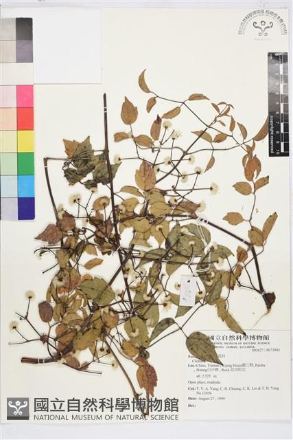 登錄號:S073943藏品圖，第1張