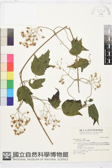 串鼻龍藏品圖，第2張