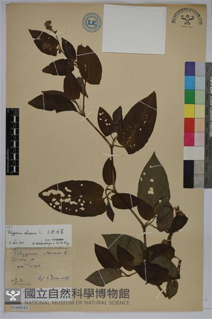 火炭母草、清飯藤藏品圖，第1張