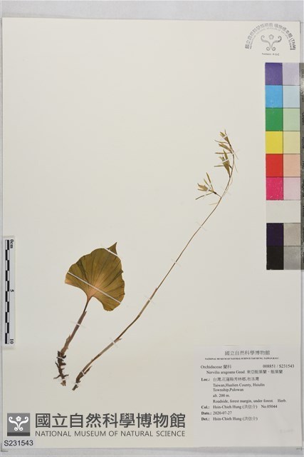 東亞脈葉蘭、脈葉蘭藏品圖，第1張