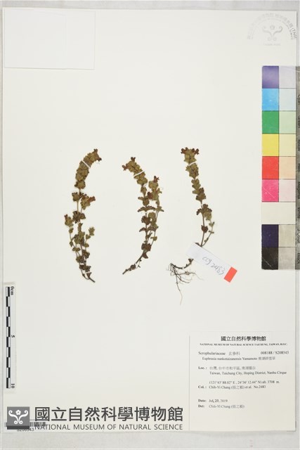 南湖碎雪草藏品圖，第1張