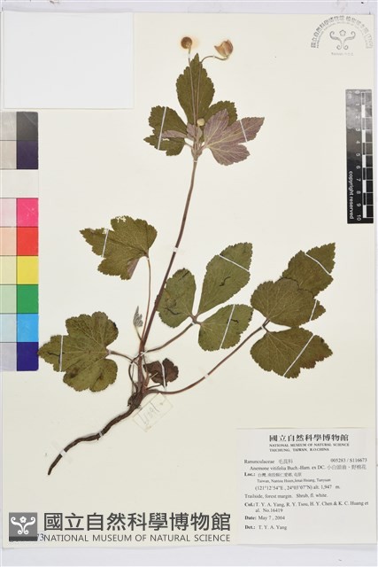 小白頭翁、野棉花藏品圖，第1張