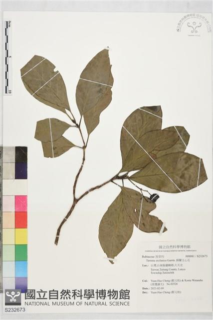 錫蘭玉心花藏品圖，第1張