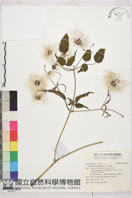 小木通藏品圖，第1張