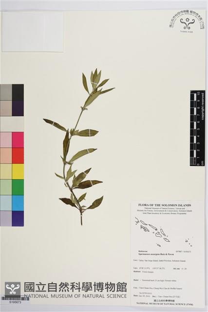 光葉鴨舌黃舅藏品圖，第1張