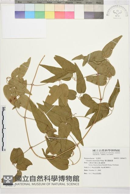 麥氏鐵線蓮藏品圖，第2張