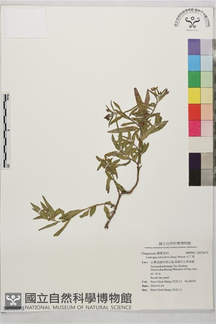 水丁香藏品圖，第1張