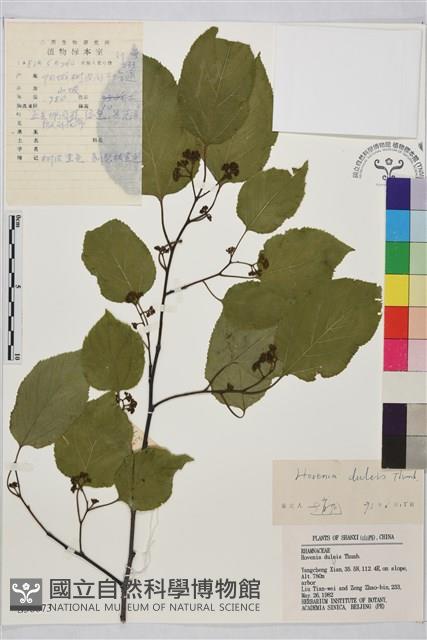 枳椇藏品圖，第1張