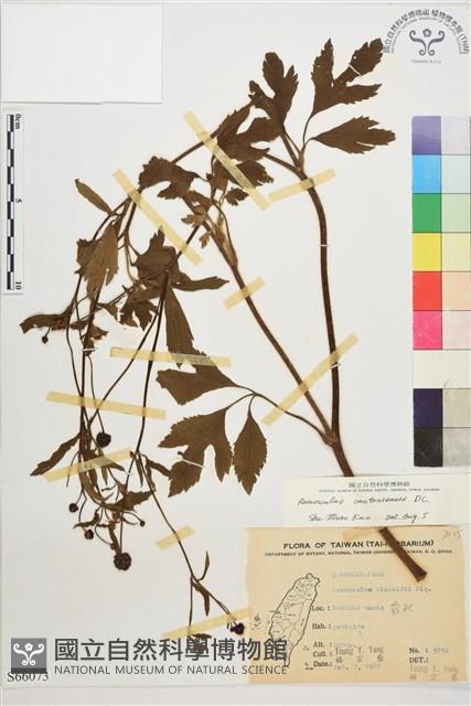 水辣菜、禺毛茛藏品圖，第1張