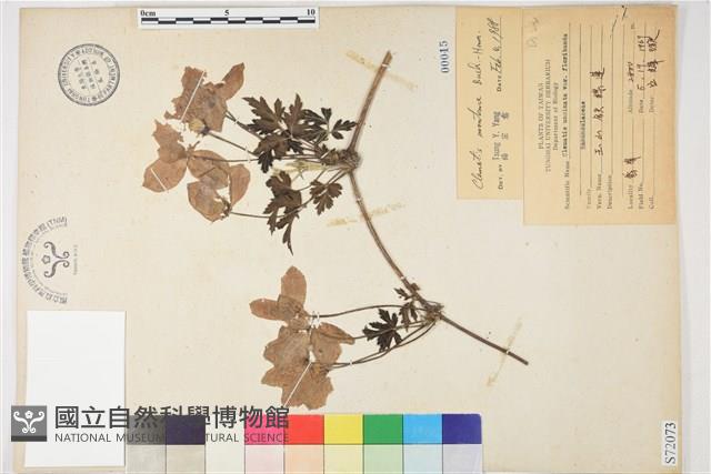 繡球藤藏品圖，第1張