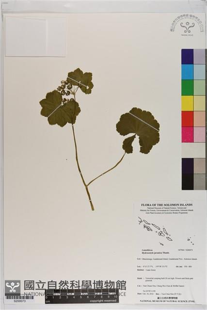 爪哇天胡荽藏品圖，第1張