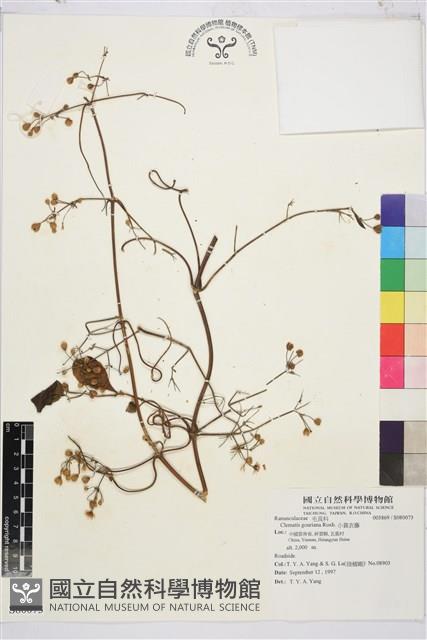 小蓑衣藤藏品圖，第1張