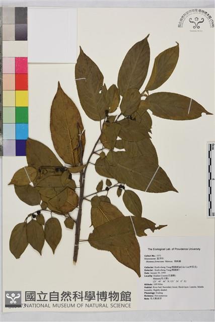 桶鉤藤藏品圖，第1張