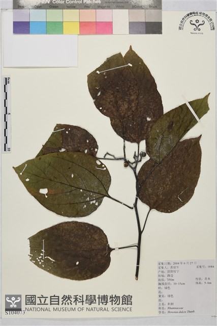 枳椇藏品圖，第1張