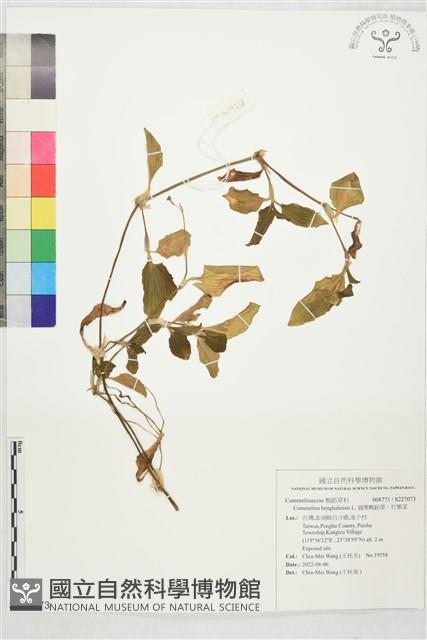 圓葉鴨跖草、竹葉菜藏品圖，第1張