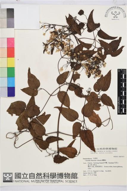 大肚山威靈仙藏品圖，第2張