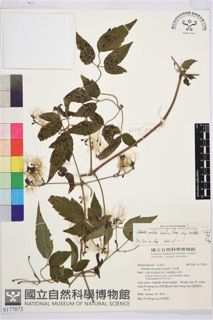 巴氏鐵線蓮藏品圖，第1張