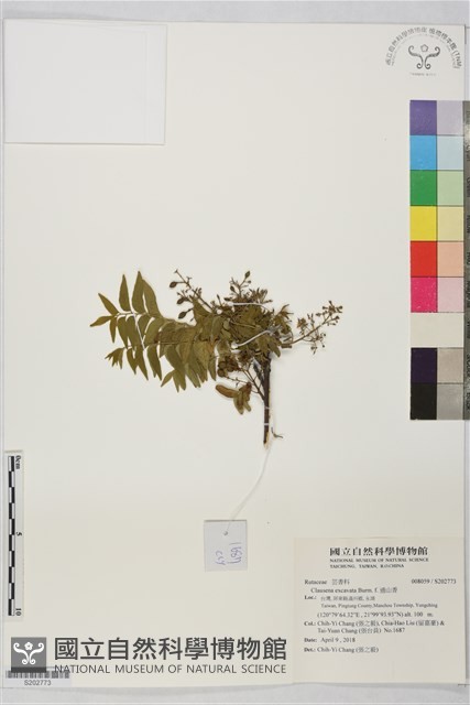 過山香藏品圖，第1張