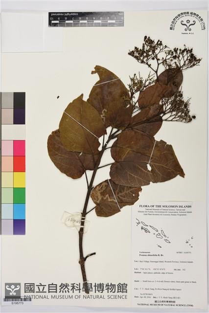 臭娘子、牛骨仔樹藏品圖，第1張