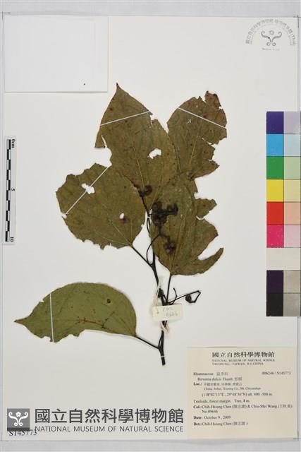 枳椇藏品圖，第1張